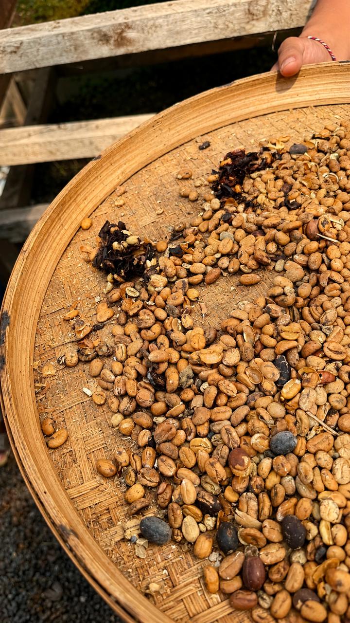 Indonesian coffee beans drying on a bamboo tray